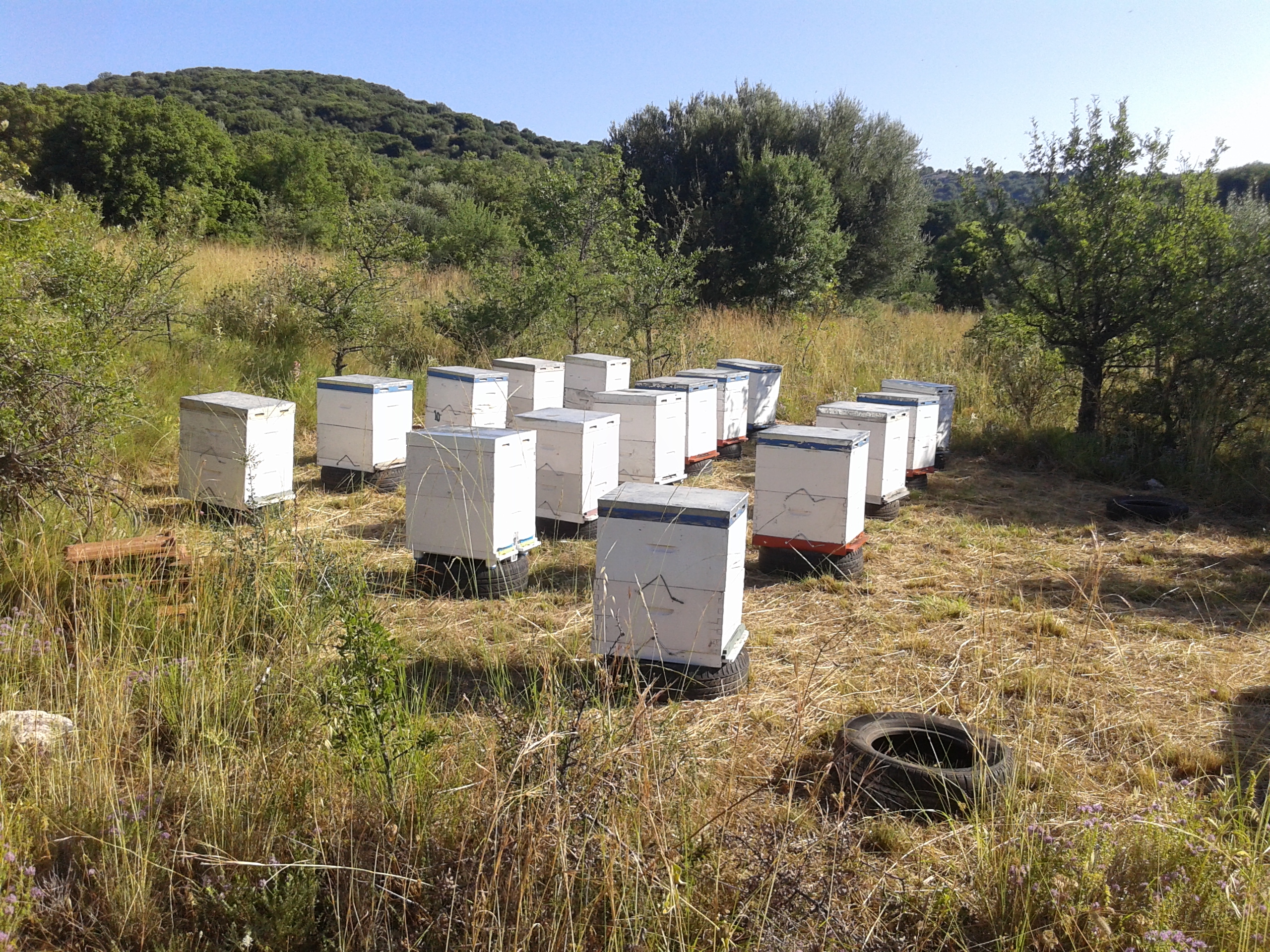 Κυψέλες μέσα στο φυσικό τοπίο
