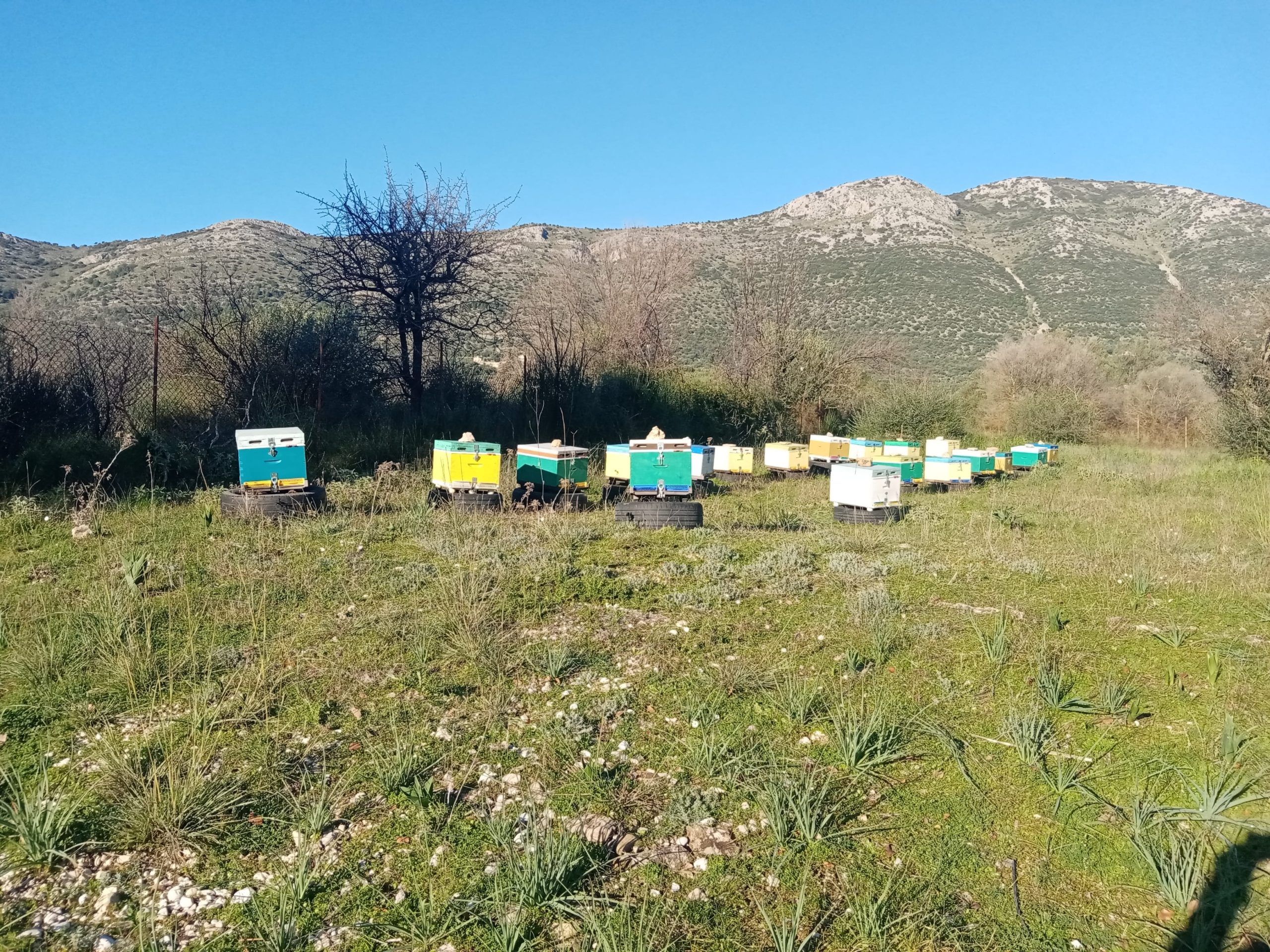 Μελισσοκομείο κοντά στους ορεινούς όγκους