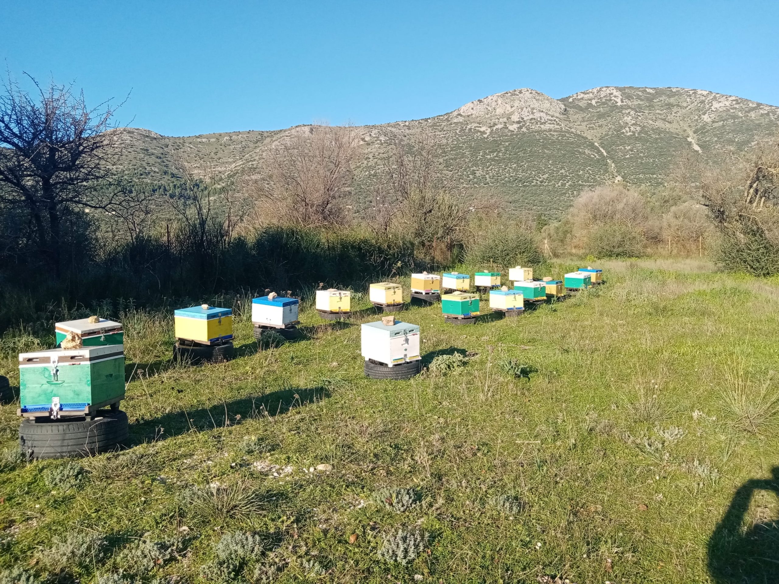 Κυψέλες ανάμεσα στα δέντρα